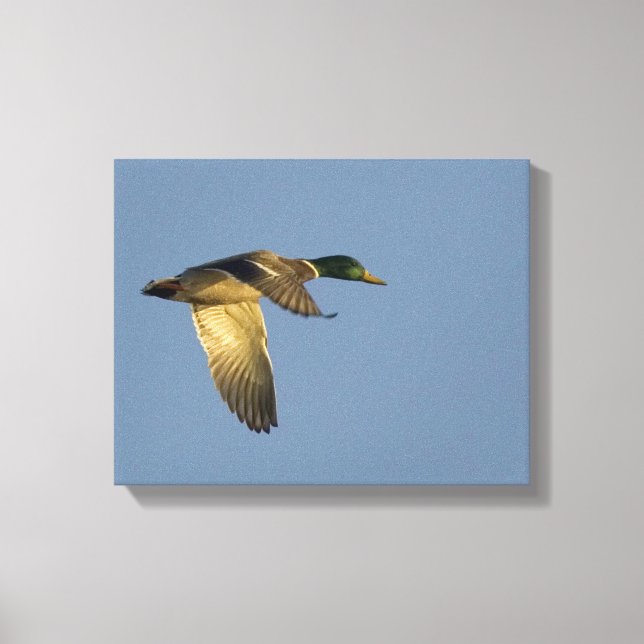 Mallard Voando na Impressão de Canvas do céu abert (Frente)