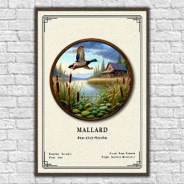 Mallard Zoology Series Poster