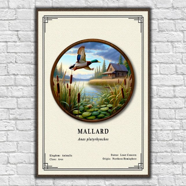 Mallard Zoology Series Poster (Criador carregado)