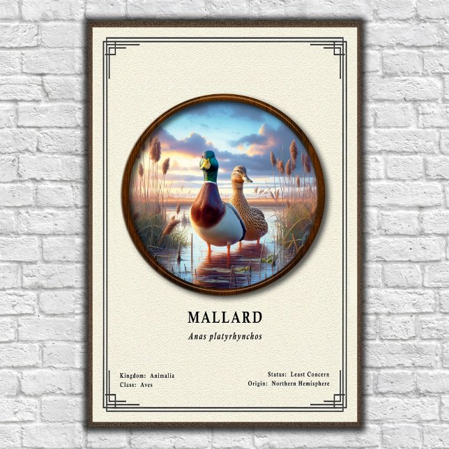 Mallard Zoology Series Poster (Criador carregado)