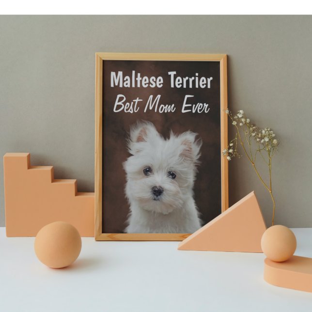 Maltês Terrier Best Mãe Poster (Criador carregado)