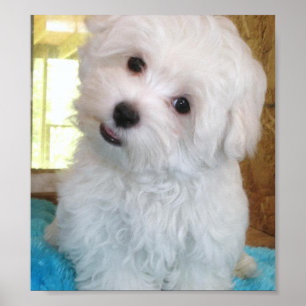Maltese Puppy Poster