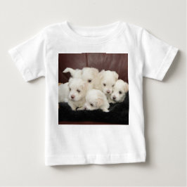 Malteses - Cinco deles em T-shirts
