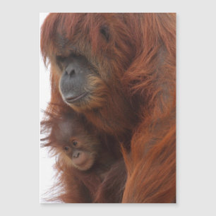 Mamã e bebê Orangutan