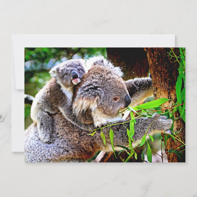 Mama Koala e Bebê Joey em uma Árvore (Frente)