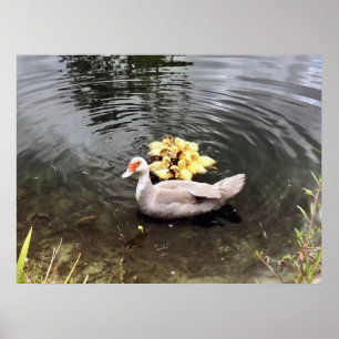 Mamãe Duck Duck Dulings Nature Fotografia Poster