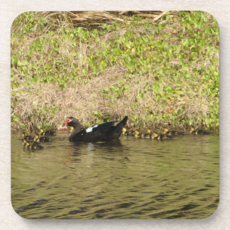 Mamãe Muscovy e Baby Ducks Cork Porta copos