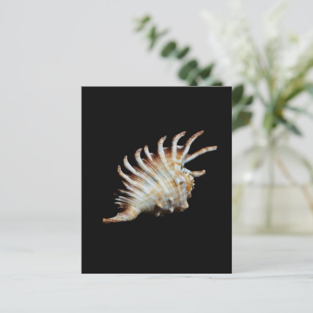 Mambeda Lambis Shell Spider (Em pé/Frente)