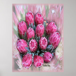 Mamosa Protea Poster cor-de-rosa