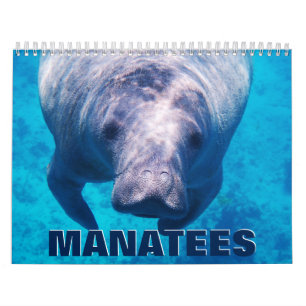 Manatees 2022 Calendário de Parede