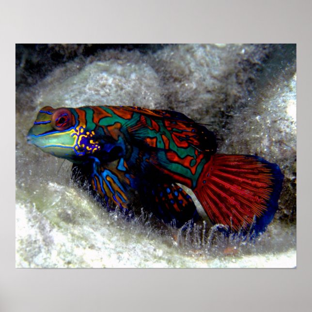 Mandarin Fish Poster (Frente)