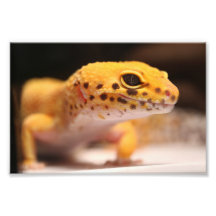 Mandarin Leopard Gecko Foto