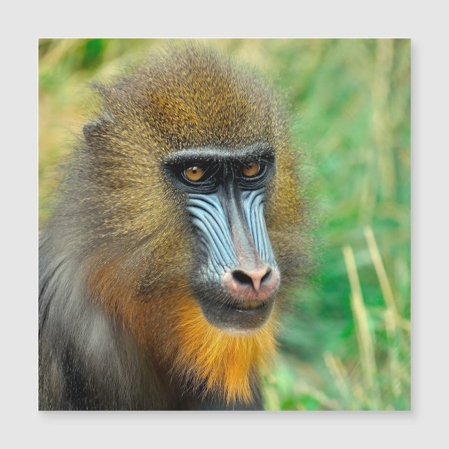 Mandrill 002 (Frente)