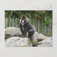 Mandrill nº 8 Cartão postal