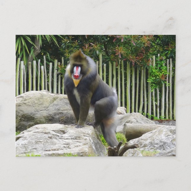Mandrill nº 8 Cartão postal (Frente)