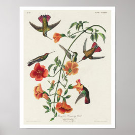 Mango Hummingbird por Poster de Audubon