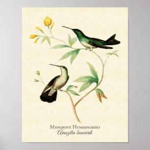 Mangrove Hummingbird Art Impressão