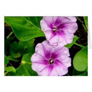 Manhã Glórias no Cartão Krabi