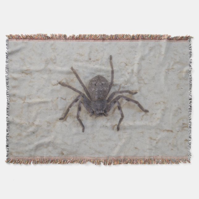 Manta Big Female Huntsman Spider (Frente)