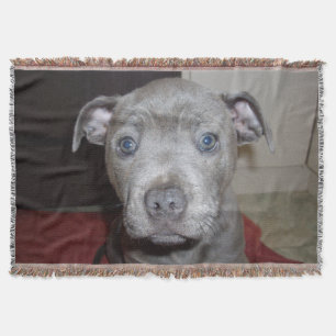 Manta Blue Staffordshire Bull Terrier Puppy,