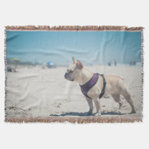 Manta Buldogue francês na praia