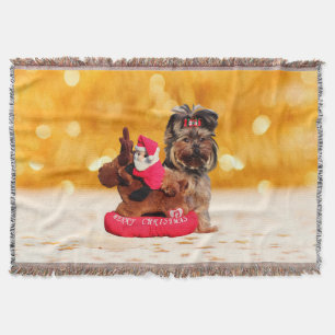 Manta Cute Yorkshire Terrier Felry Natal