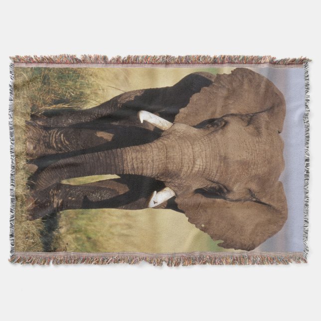 Manta Elefante-da-savana-africano (Frente)