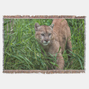 Manta EUA, Minnesota, arenito, animais selvagens 18 de