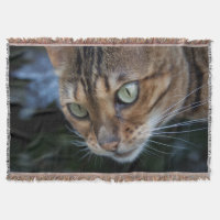 Gato Bengala Gasto