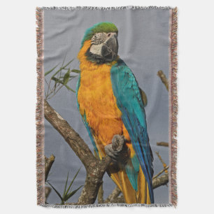 Manta Glândula Azul Goldie