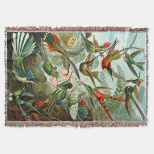 Manta Gordo Ernst Haeckel Hummingbird