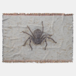 Manta Grande Fêmea Huntsman Spider,