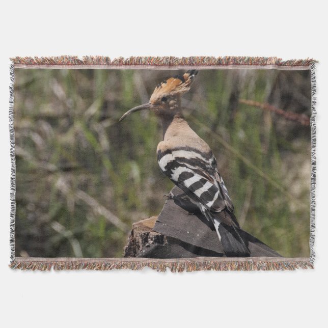 Manta Hoopoe no tronco (Frente)