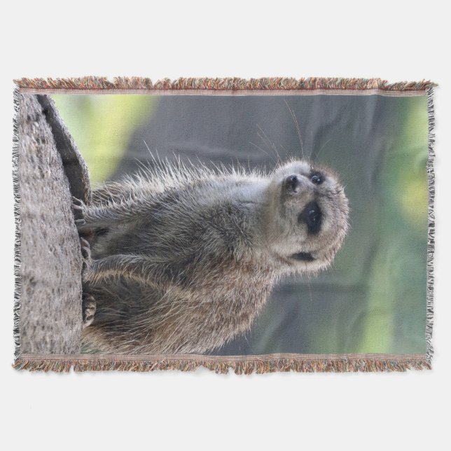 Manta Meerkat_20171101_by_JAMFoto (Frente)