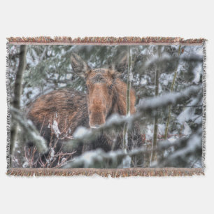 Manta Mose Selvagem Canadiana na Floresta de Inverno