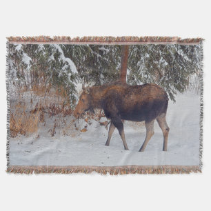 Manta Mose Selvagem Canadiana na Neve de inverno IV