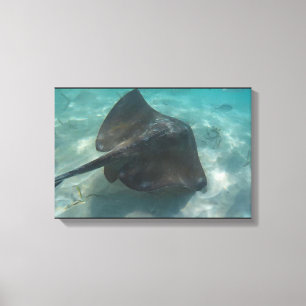 MANTA RAY NA CANVAS 20 "x 16"
