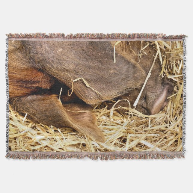 MANTA SUÍNOS (Frente)