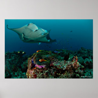Mantarays sobre anêmona - Poster