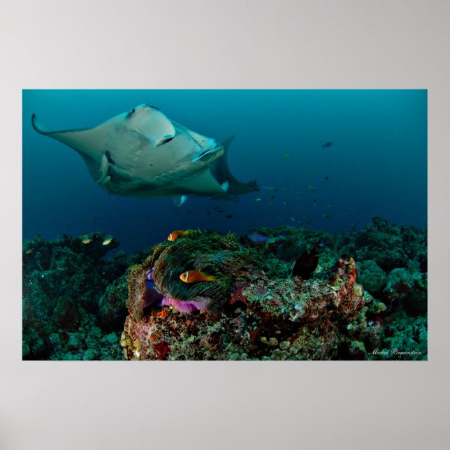 Mantarays sobre anêmona - Poster (Frente)