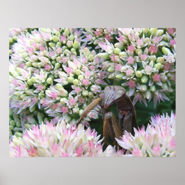 Mantis 79 ~ impressão (Frente)