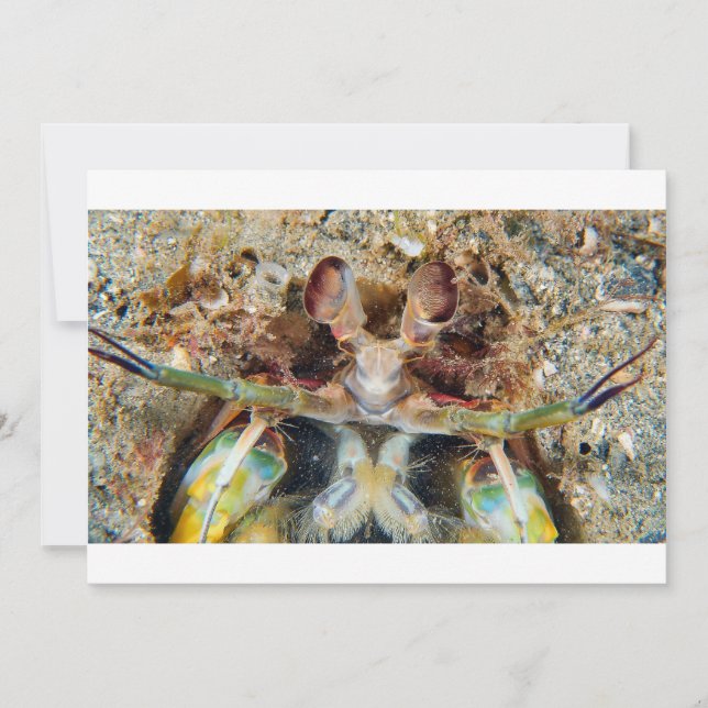 Mantis Shrimp (Frente)