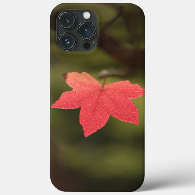 Maple Leaf Nature Photo (Verso)