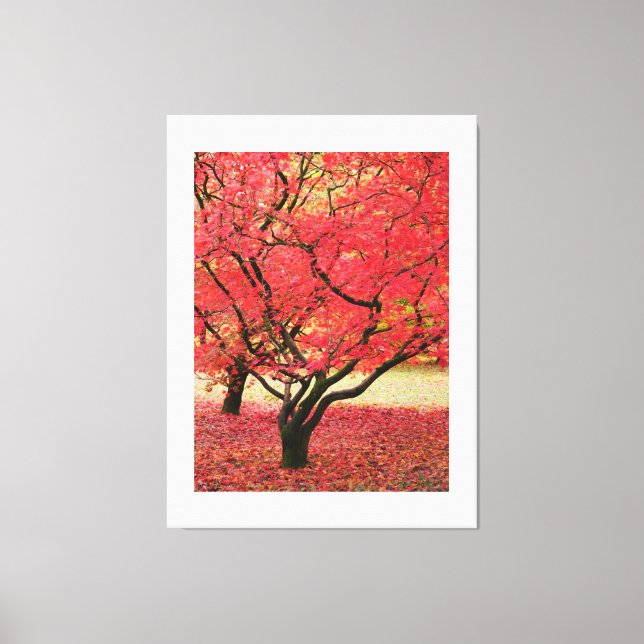 Maple Trees Canvas Print (Frente)