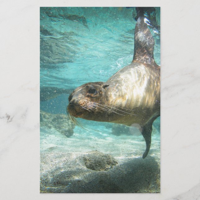 Mar curioso Galápagos debaixo de água (Frente)