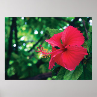 Mar Pacifico Flor 28" x Poster de 20"