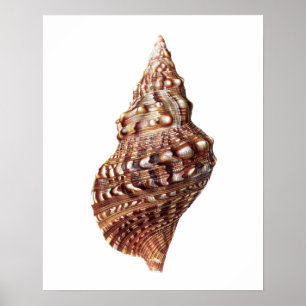 Mar Shell não 1 impressão da arte da decoração