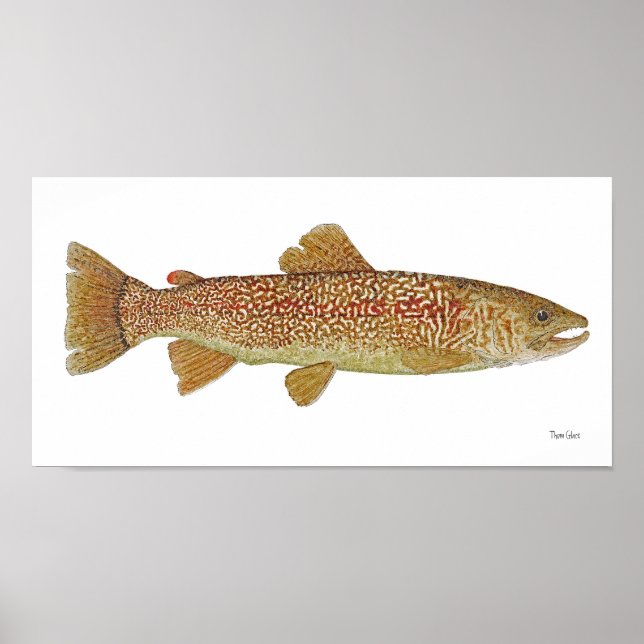 Marble Trout, Poster de Arte da Eslovênia (Frente)