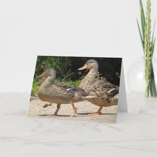 Marcha do Cartão de Saudação dos Patos (Frente)