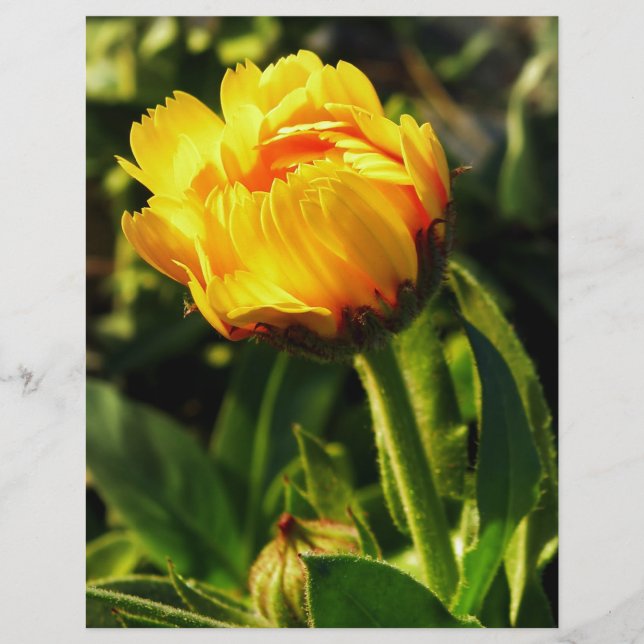 Margarida (Frente)